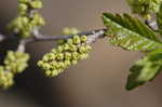 Fragrant sumac